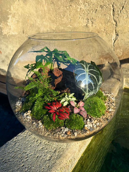 Riesiges Assel-Terrarium mit Monstera und Alocasia