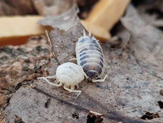 porcellio dairy cow, panda assel, porcellio kuh, assel, assel kaufen