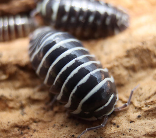 armadillidium maculatum, zebraassel zebra assel, asseln kaufen schweiz. acheter isopodes suisse, zebra isopode, kellerassel kaufen