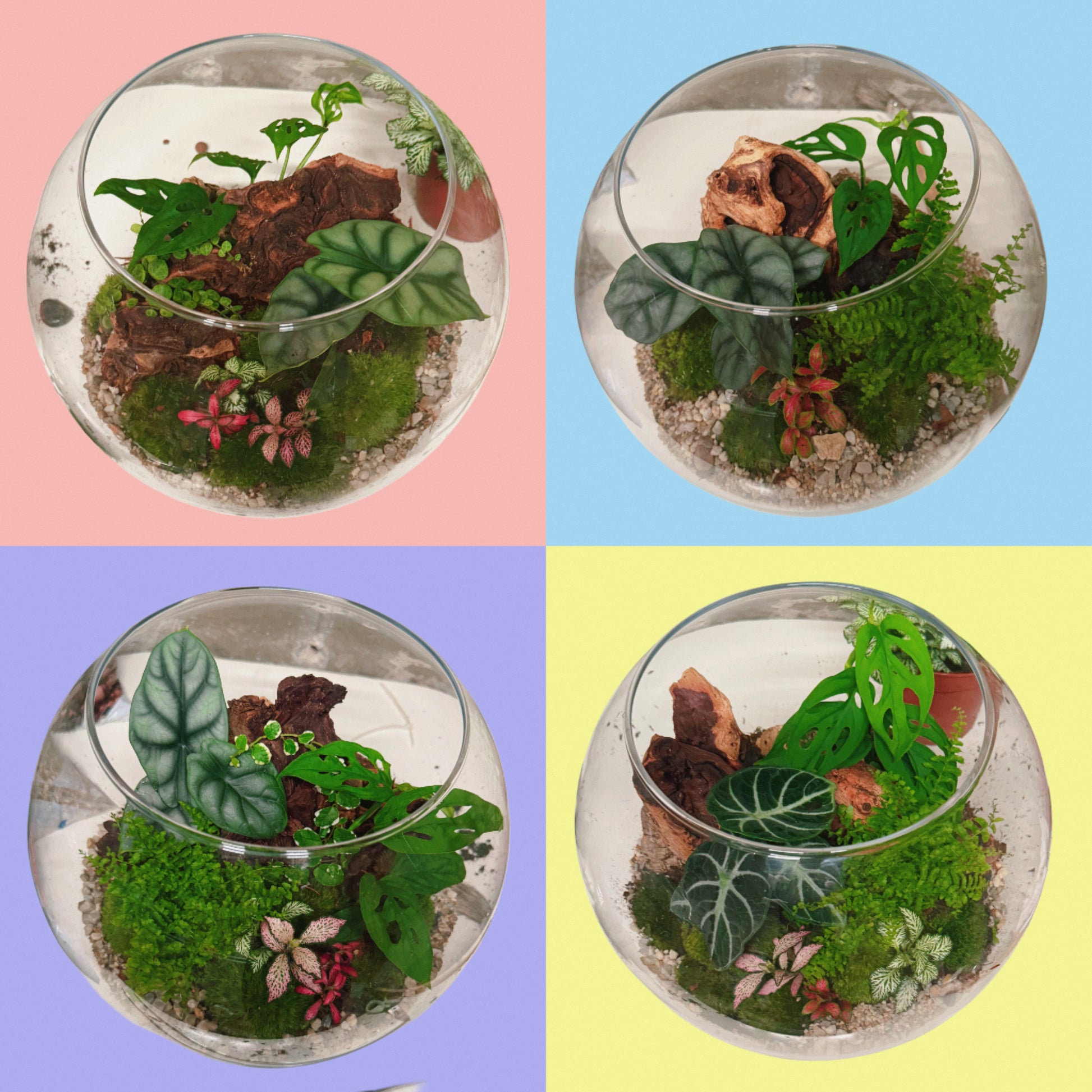 Assel Terrarium, ökosphäre, alocasia. monstera, fittonia, fascchengarten für asseln