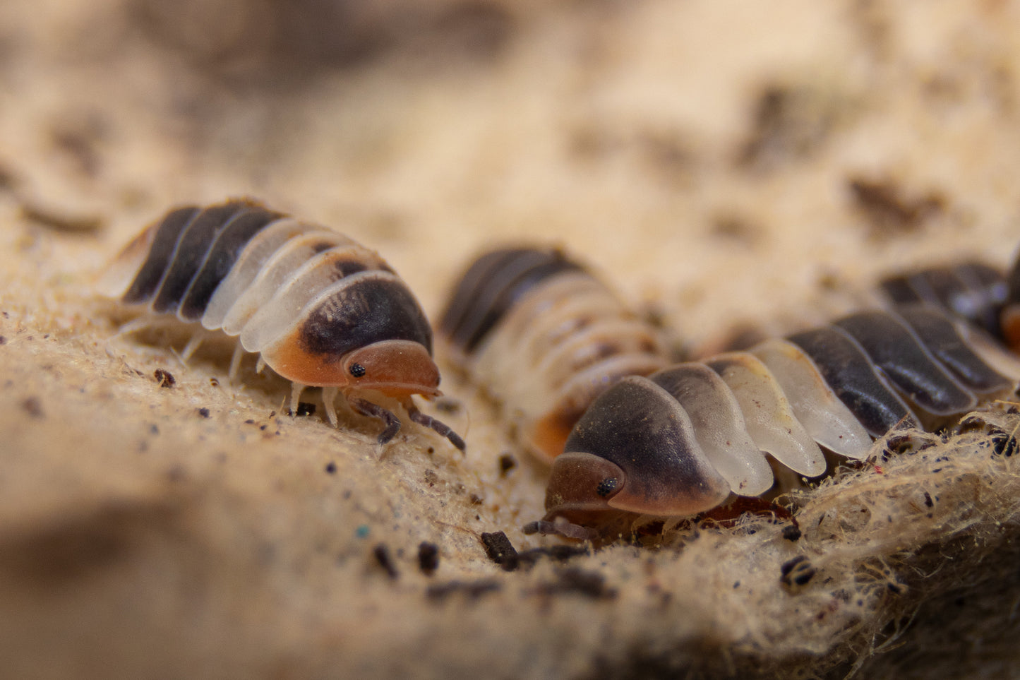 cubaris white shark, cubaris sp, white shark, white shark assel, isopod
