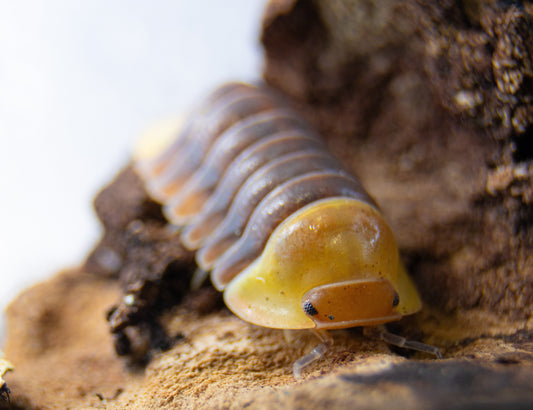 Cubaris sp. Rubber ducky, Cubaris Rubber Ducky, Rubber Ducky assel kaufen schweiz. isopods