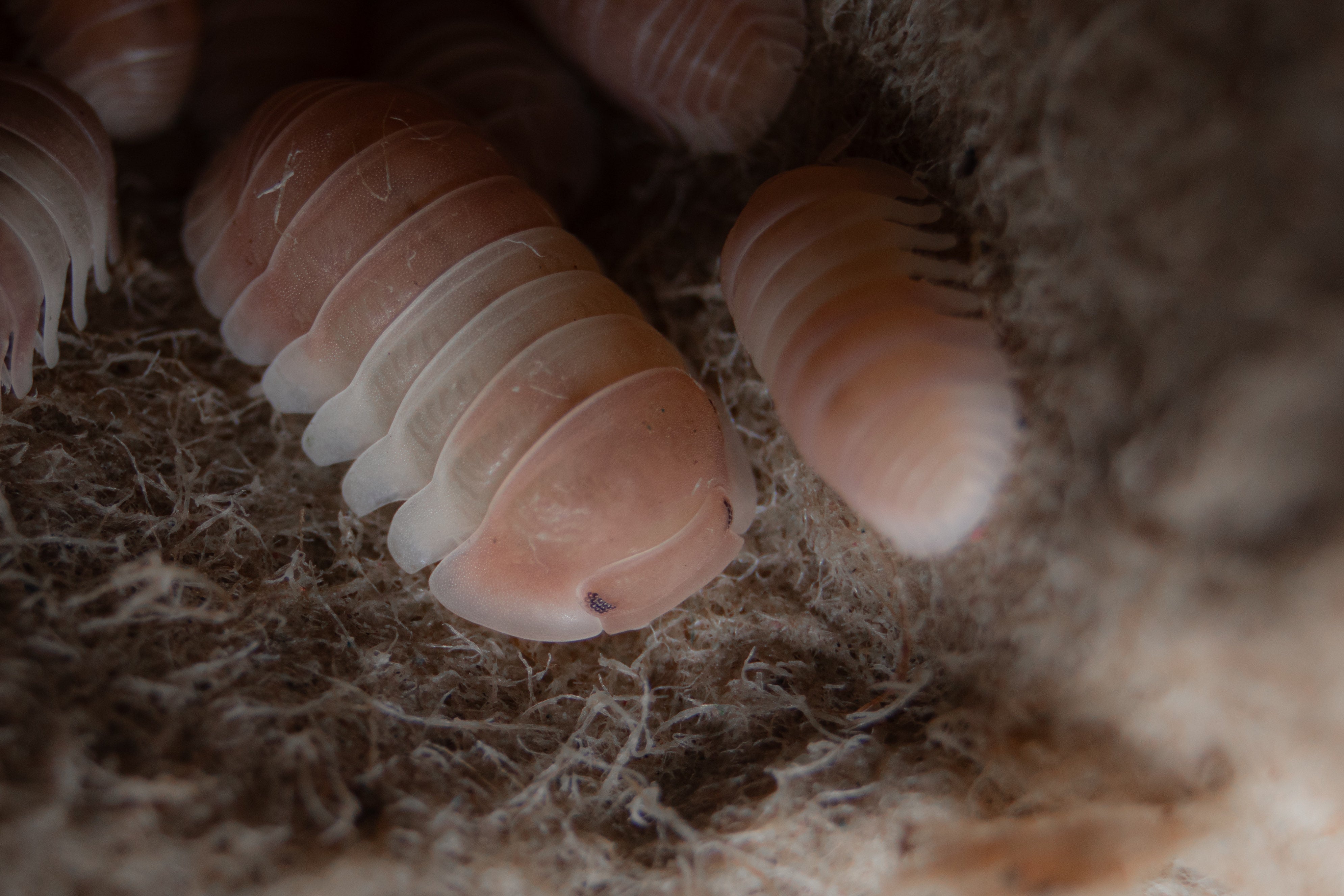 Cubaris sp. ‚Pink Panda King‘ – glossy bugs