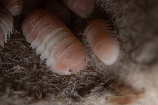 Cubaris panda king pink, pink panda king, assel kaufen schweiz, isopods, asseln, Kellerasseln, Futterasseln, acheter isopodes suisse