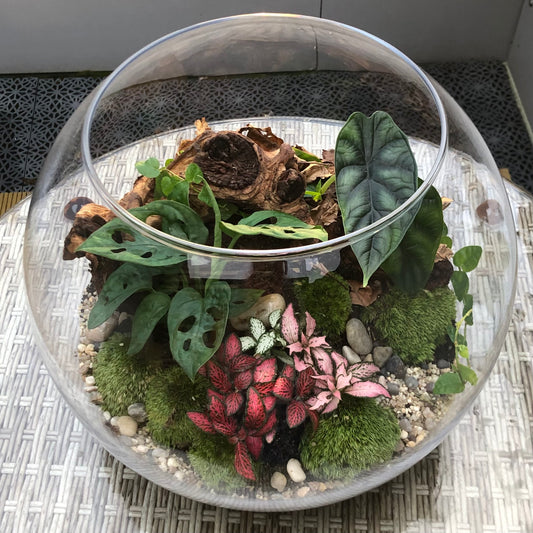 Terrarium, Biosphere, Biosphäre, ökosphäre, vivarium mit asseln, für asseln, geschlossenes ökosystem
